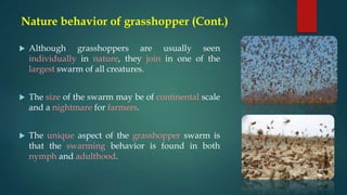 Nature behavior of grasshopper (Cont.)
 Although grasshoppers are usually seen
individually in nature, they join in one of the
largest swarm of all creatures.
 The size of the swarm may be of continental scale
and a nightmare for farmers.
 The unique aspect of the grasshopper swarm is
that the swarming behavior is found in both
nymph and adulthood.
 