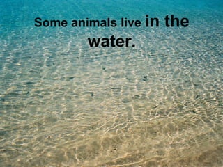 Some animals live in the 
water. 
 