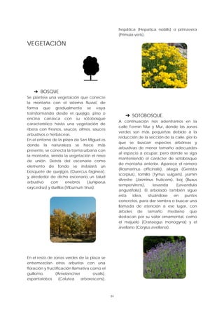 34
VEGETACIÓN
➔ BOSQUE
Se plantea una vegetación que conecte
la montaña con el sistema fluvial, de
forma que gradualmente se vaya
transformando desde el quejigo, pino o
encina carrasca con su sotobosque
característico hasta una vegetación de
ribera con fresnos, saucos, olmos, sauces
arbustivos o herbáceas.
En el entorno de la plaza de San Miguel es
donde la naturaleza se hace más
presente, se conecta la trama urbana con
la montaña, siendo la vegetación el nexo
de unión. Detrás del escenario como
elemento de fondo se instalará un
bosquete de quejigos (Quercus faginea),
y alrededor de dicho escenario un talud
arbustivo con enebros (Juniperus
oxycedrus) y durillos (Viburnum tinus).
En el resto de zonas verdes de la plaza se
entremezclan otros arbustos con una
floración y fructificación llamativa como el
guillomo (Amelanchier ovalis),
espantalobos (Colutea arborescens),
hepática (Hepatica nobilis) o primavera
(Primula veris).
➔ SOTOBOSQUE.
A continuación nos adentramos en la
calle Fermín Mur y Mur, donde las zonas
verdes son más pequeñas debido a la
reducción de la sección de la calle, por lo
que se buscan especies arbóreas y
arbustivas de menor tamaño adecuadas
al espacio a ocupar, pero donde se siga
manteniendo el carácter de sotobosque
de montaña anterior. Aparece el romero
(Rosmarinus officinalis), aliaga (Genista
scorpius), tomillo (Tymus vulgaris), jazmín
silvestre (Jasminus fruticens), boj (Buxus
sempervirens), lavanda (Lavandula
angustifolia). El arbolado también sigue
esta idea, situándose en puntos
concretos, para dar sombra o buscar una
llamada de atención a ese lugar, con
árboles de tamaño mediano que
destacan por su valor ornamental, como
el majuelo (Crataegus monogyna) y el
avellano (Corylus avellana).
 