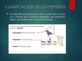 CLASIFICACION DE LOS PEPTIDOS
 Un péptido es el producto de la unión de 2 o más
aa a través de un enlace peptídico Se clasifican
según el número de aa que los forman.
 