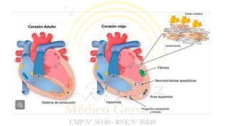 ENVEJECIMIENTO DE APARATOS Y SISTEMAS DEL CUERPO HUMANO