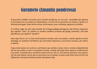 Gurumelo (Amanita ponderosa)
El gurumelo, también conocido como amanita ponderosa, es una seta comestible que aparece
en primavera en los campos de Extremadura, el norte de las provincias de Huelva y Sevilla y el
Alentejo portugués. Nace entre encinas, alcornoques, jaras, ardiviejas, jaguarzos y tomillos.
El nombre vulgar de esta seta procede de la lengua gallego-portuguesa, del término cogumelo,
que significa “seta”. En cambio su nombre científico proviene del griego (amanita) y del latín
(ponderosa, que significa “pesada”).
Nace bajo tierra y en su fase inicial aparece cerrado como una patata. Cuando agrieta la tierra
despliega un sombrero hemisférico que más tarde evoluciona a una forma convexa y por último
se aplana.
El gurumelo posee una cutícula o piel blanca que cambia a tonos ocres y rosáceos dependiendo
del sol que reciba y su pie es compacto y fuerte. Cuando está bajo tierra aparece recubierto por
una volva. El tamaño de su sombrero oscila entre 6 y 18 cm. Sus láminas aparecen muy juntas y
son de color blanco crema, que se oscurecen con el tiempo. Su peso suele estar entre los 50 y los
500 gramos. Excepcionalmente puede sobrepasar el Kg.
 