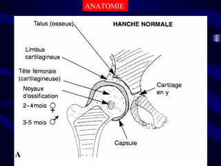 ANATOMIE
 