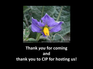 Solanum megistacrolobum (credits: Arthur Chapman)




    Thank you for coming
             and
thank you to CIP for hosting us!
 