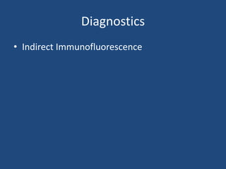 Diagnostics
• Indirect Immunofluorescence
 
