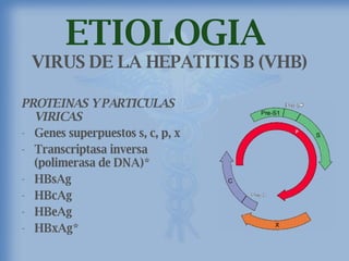 ETIOLOGIA  VIRUS DE LA HEPATITIS B (VHB) PROTEINAS Y PARTICULAS VIRICAS Genes superpuestos s, c, p, x Transcriptasa inversa (polimerasa de DNA)* HBsAg HBcAg HBeAg HBxAg* 