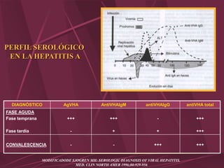 DIAGNÓSTICO AgVHA AntiVHAIgM antiVHAIgG antiVHA total
FASE AGUDA
Fase temprana
Fase tardía
+++
-
+++
+
-
+
+++
+++
CONVALESCENCIA - - +++ +++
PERFIL SEROLÓGICO
EN LA HEPATITIS A
MODIFICADODE SJOGREN MH: SEROLOGIC DIAGNOSIS OF VIRAL HEPATITIS.
MED. CLIN NORTH AMER 1996;80:929-956
 