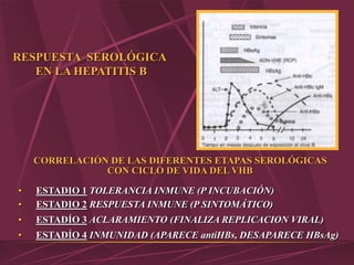 RESPUESTA SEROLÓGICA
EN LA HEPATITIS B
CORRELACIÓN DE LAS DIFERENTES ETAPAS SEROLÓGICAS
CON CICLO DE VIDA DEL VHB
• ESTADIO 1 TOLERANCIA INMUNE (P INCUBACIÓN)
• ESTADIO 2 RESPUESTA INMUNE (P SINTOMÁTICO)
• ESTADÍO 3 ACLARAMIENTO (FINALIZA REPLICACION VIRAL)
• ESTADÍO 4 INMUNIDAD (APARECE antiHBs, DESAPARECE HBsAg)
 