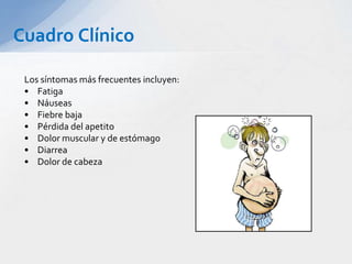 Cuadro Clínico
Los síntomas más frecuentes incluyen:
• Fatiga
• Náuseas
• Fiebre baja
• Pérdida del apetito
• Dolor muscular y de estómago
• Diarrea
• Dolor de cabeza
 