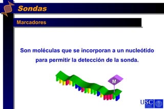 Sondas
Marcadores
Son moléculas que se incorporan a un nucleótido
para permitir la detección de la sonda.
MM
 
