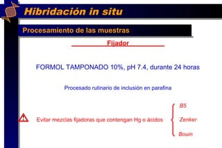 Hibridación in situ
Procesamiento de las muestras
Fijador
FORMOL TAMPONADO 10%, pH 7.4, durante 24 horas
Procesado rutinario de inclusión en parafina
Evitar mezclas fijadoras que contengan Hg o ácidos
Bouin
Zenker
B5
!
 