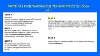 22
PROTEINAS FACILITADORAS DEL TRANSPORTE DE GLUCOSA
GLUT
 