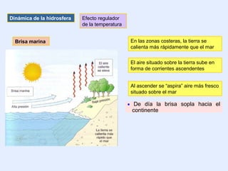 Brisa marina En las zonas costeras, la tierra se
calienta más rápidamente que el mar
El aire situado sobre la tierra sube en
forma de corrientes ascendentes
Al ascender se “aspira” aire más fresco
situado sobre el mar
• De día la brisa sopla hacia el
continente
Dinámica de la hidrosfera Efecto regulador
de la temperatura
 