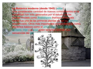 La Botánica moderna (desde 1945)  [ editar ] Una considerable cantidad de nuevos conocimientos en la actualidad han sido generados por el estudio de las  plantas modelo  como  Arabidopsis   thaliana . Esta mala hierba fue una de las primeras plantas en ver su  genoma  secuenciado. Otros más importantes comercialmente como alimentos básicos como el  arroz ,  trigo ,  maíz ,  cebada ,  centeno ,  mijo  y la  soja  están teniendo también sus secuencias del  genoma   