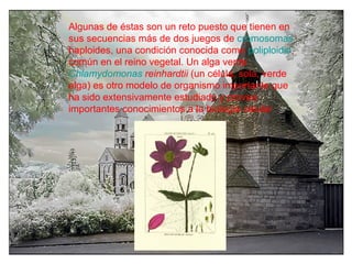Algunas de éstas son un reto puesto que tienen en sus secuencias más de dos juegos de  cromosomas   haploides , una condición conocida como  poliploidia , común en el reino vegetal. Un alga verde  Chlamydomonas   reinhardtii  (un célula, sola, verde alga) es otro modelo de organismo importante que ha sido extensivamente estudiado y provee importantes conocimientos a la biología celular 