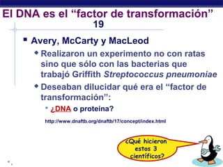 ° ,
El DNA es el “factor de transformación”
 Avery, McCarty y MacLeod
 Realizaron un experimento no con ratas
sino que sólo con las bacterias que
trabajó Griffith Streptococcus pneumoniae
 Deseaban dilucidar qué era el “factor de
transformación”:
 ¿DNA o proteína?
http://www.dnaftb.org/dnaftb/17/concept/index.html
19
¿Qué hicieron
estos 3
científicos?
 