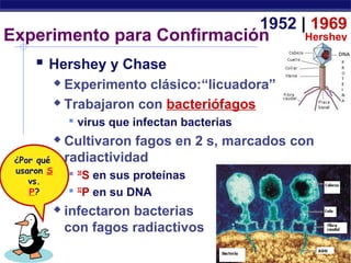 ° ,
Experimento para Confirmación
 Hershey y Chase
 Experimento clásico:“licuadora”
 Trabajaron con bacteriófagos
 virus que infectan bacterias
 Cultivaron fagos en 2 s, marcados con
radiactividad
 35
S en sus proteínas
 32
P en su DNA
 infectaron bacterias
con fagos radiactivos
1952 | 1969
Hershey
¿Por qué
usaron S
vs.
P?
 
