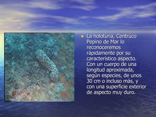 La holoturia, Centrúco Pepino de Mar lo reconoceremos rápidamente por su característico aspecto. Con un cuerpo de una longitud aproximada, según especies, de unos 30 cm o incluso más, y con una superficie exterior de aspecto muy duro.  