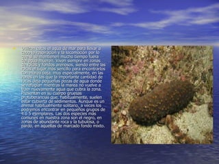 Utilizan estos el agua de mar para llevar a cabo la respiración y la locomoción por lo que si se mantienen mucho tiempo fuera del agua mueren. Viven siempre en zonas de rocas y fondos arenosos, siendo entre las rocas el lugar más sencillo para encontrarlos con marea baja, muy especialmente, en las zonas en las que la importante cantidad de rocas deja pequeñas pozas de agua donde se refugian mientras la marea no vuelve a traer nuevamente agua que cubra la zona. Presentan en su cuerpo gruesas protuberancias que, habitualmente, suelen estar cubierta de sedimentos. Aunque es un animal habitualmente solitario, a veces los podremos encontrar en pequeños grupos de 4 o 5 ejemplares. Las dos especies más comunes en nuestra zona son el negro, en zonas de abundante roca y la tubulosa, o pardo, en aquellas de marcado fondo mixto.  
