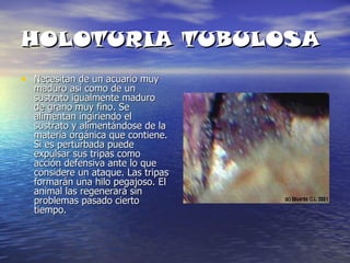 HOLOTURIA TUBULOSA Necesitan de un acuario muy maduro así como de un sustrato igualmente maduro de grano muy fino. Se alimentan ingiriendo el sustrato y alimentándose de la materia orgánica que contiene. Si es perturbada puede expulsar sus tripas como acción defensiva ante lo que considere un ataque. Las tripas formarán una hilo pegajoso. El animal las regenerará sin problemas pasado cierto tiempo.   