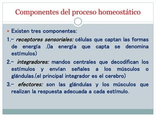Componentes del proceso homeostático
 Existen tres componentes:
1.- receptores sensoriales: células que captan las formas
de energía .(la energía que capta se denomina
estímulos)
2.- integradores: mandos centrales que decodifican los
estímulos y envían señales a los músculos o
glándulas.(el principal integrador es el cerebro)
3.- efectores: son las glándulas y los músculos que
realizan la respuesta adecuada a cada estímulo.
 