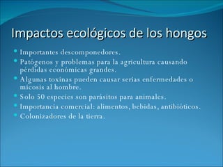Impactos ecológicos de los hongos Importantes descomponedores. Patógenos y problemas para la agricultura causando pérdidas económicas grandes. Algunas toxinas pueden causar serias enfermedades o micosis al hombre. Solo 50 especies son parásitos para animales. Importancia comercial: alimentos, bebidas, antibióticos. Colonizadores de la tierra. 