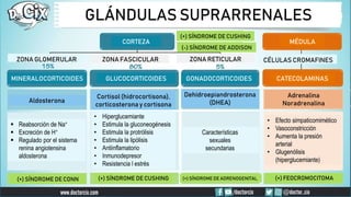 GLÁNDULAS SUPRARRENALES
MÉDULA
CATECOLAMINAS
MINERALOCORTICOIDES GLUCOCORTICOIDES GONADOCORTICOIDES
CORTEZA
Aldosterona
Cortisol (hidrocortisona),
corticosterona y cortisona
Dehidroepiandrosterona
(DHEA)
Adrenalina
Noradrenalina
 Reabsorción de Na+
 Excreción de H+
 Regulado por el sistema
renina angiotensina
aldosterona
• Hiperglucemiante
• Estimula la gluconeogénesis
• Estimula la protrólisis
• Estimula la lipólisis
• Antiinflamatorio
• Inmunodepresor
• Resistencia l estrés
Características
sexuales
secundarias
• Efecto simpaticomimético
• Vasoconstricción
• Aumenta la presión
arterial
• Glugenólisis
(hiperglucemiante)
ZONA GLOMERULAR ZONA FASCICULAR ZONA RETICULAR CÉLULAS CROMAFINES
(+) SÍNDROME DE CUSHING
(+) SÍNDROME DE CUSHING
(-) SÍNDROME DE ADDISON
(+) SÍNDROME DE CONN (+) SÍNDROME DE ADRENOGENITAL (+) FEOCROMOCITOMA
 