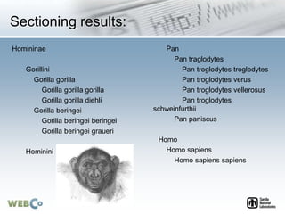 Sectioning results:
Homininae
Gorillini
Gorilla gorilla
Gorilla gorilla gorilla
Gorilla gorilla diehli
Gorilla beringei
Gorilla beringei beringei
Gorilla beringei graueri
Hominini
Pan
Pan traglodytes
Pan troglodytes troglodytes
Pan troglodytes verus
Pan troglodytes vellerosus
Pan troglodytes
schweinfurthii
Pan paniscus
Homo
Homo sapiens
Homo sapiens sapiens
 