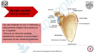 Borde medial
(Borde vertebral)
-Es casi rectilíneo en sus ¾ inferiores y
oblicuamente dirigido hacia afuera en
su ¼ superior.
-Discurre en dirección paralela,
lateralmente respecto a los procesos
espinosos de las vertebras toraácicas.
Este archivo fue descargado de https://filadd.com
F
I
L
A
D
D
.
C
O
M
 