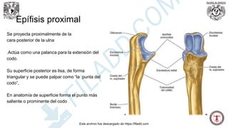 Epífisis proximal
Se proyecta proximalmente de la
cara posterior de la ulna
.Actúa como una palanca para la extensión del
codo.
Su superficie posterior es lisa, de forma
triangular y se puede palpar como “la punta del
codo”,
En anatomía de superficie forma el punto más
saliente o prominente del codo .
Este archivo fue descargado de https://filadd.com
F
I
L
A
D
D
.
C
O
M
 