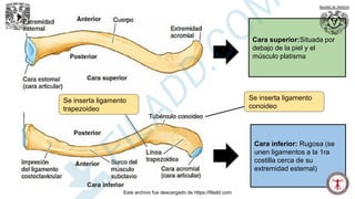 Cara superior
Cara superior:Situada por
debajo de la piel y el
músculo platisma
Cara inferior: Rugosa (se
unen ligamentos a la 1ra
costilla cerca de su
extremidad esternal)
Se inserta ligamento
conoideo
Se inserta ligamento
trapezoideo
Este archivo fue descargado de https://filadd.com
F
I
L
A
D
D
.
C
O
M
 