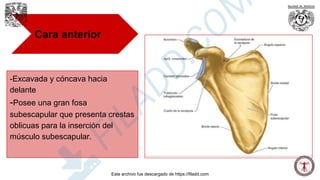 Cara anterior
-Excavada y cóncava hacia
delante
-Posee una gran fosa
subescapular que presenta crestas
oblicuas para la inserción del
músculo subescapular.
Este archivo fue descargado de https://filadd.com
F
I
L
A
D
D
.
C
O
M
 