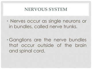 NERVOUS SYSTEM
• Nerves occur as single neurons or
in bundles, called nerve trunks.
•Ganglions are the nerve bundles
that occur outside of the brain
and spinal cord.
 