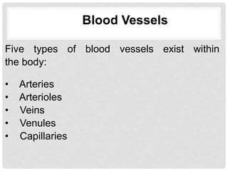 Blood Vessels
Five types of blood vessels exist within
the body:
• Arteries
• Arterioles
• Veins
• Venules
• Capillaries
 