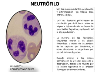 NEUTRÓFILO
LEUCOSITOS
POLIMORFONUCLEARES
• Son los mas abundantes, producción
y diferenciación en médula ósea
entre 6-10 días.
• Una vez liberados permanecen en
circulación por 6-12 horas antes de
migrar a tejidos donde se desarrolla
su actividad fagocitica, explicando así
la alta producción.
• La mayoría de los neutrófilos
circulantes entran a los tejidos
filtrándose a través de las paredes
de los capilares por diapédesis, u
otros abandonan el organismo por
vía del sistema digestivo.
• Cuando migran a los tejidos
permanecen de 2-4 días antes de la
destrucción, debido a la muerte por
su acción fagocítica o al proceso
fisiológico de envejecimiento.
 