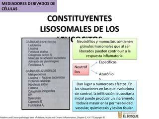 CONSTITUYENTES
LISOSOMALES DE LOS
LEUCOCITOSNeutrófilos y monocitos contienen
gránulos lisosomales que al ser
liberados pueden contribuir a la
respuesta inflamatoria.
Neutróf
ilos
Específicos
Azurófilo
s
Dan lugar a numerosos efectos. En
las situaciones en las que evoluciona
sin control, la infiltración leucocitaria
inicial puede producir un incremento
todavía mayor en la permeabilidad
vascular, quimiotaxis y lesión tisular.
MEDIADORES DERIVADOS DE
CÉLULAS
Robbins and Cotran pathologic basis of disease, Acute and Chronic Inflammation, Chapter 2, 43-77 Copyright ©
 