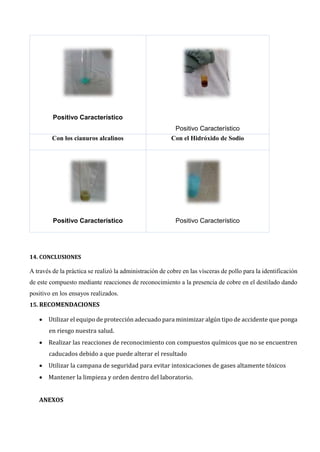 Positivo Característico
Positivo Característico
Con los cianuros alcalinos Con el Hidróxido de Sodio
Positivo Característico Positivo Característico
14. CONCLUSIONES
A través de la práctica se realizó la administración de cobre en las vísceras de pollo para la identificación
de este compuesto mediante reacciones de reconocimiento a la presencia de cobre en el destilado dando
positivo en los ensayos realizados.
15. RECOMENDACIONES
• Utilizar el equipo de protección adecuado para minimizar algún tipo de accidente que ponga
en riesgo nuestra salud.
• Realizar las reacciones de reconocimiento con compuestos químicos que no se encuentren
caducados debido a que puede alterar el resultado
• Utilizar la campana de seguridad para evitar intoxicaciones de gases altamente tóxicos
• Mantener la limpieza y orden dentro del laboratorio.
ANEXOS
 