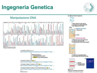 Ingegneria Genetica
Manipolazione DNA
 