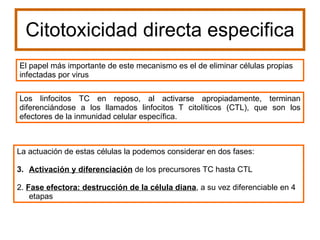 Citotoxicidad directa especifica El papel más importante de este mecanismo es el de eliminar células propias infectadas por virus  Los linfocitos TC en reposo, al activarse apropiadamente, terminan diferenciándose a los llamados linfocitos T citolíticos (CTL), que son los efectores de la inmunidad celular específica.  La actuación de estas células la podemos considerar en dos fases:  Activación y diferenciación  de los precursores TC hasta CTL  2.  Fase efectora: destrucción de la célula diana , a su vez diferenciable en 4 etapas 