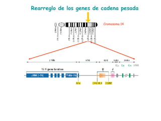 Rearreglo de los genes de cadena pesada Cromosoma 14 