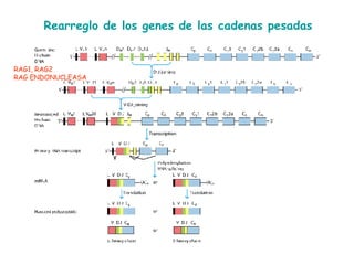 Rearreglo de los genes de las cadenas pesadas  RAG1, RAG2 RAG ENDONUCLEASA 