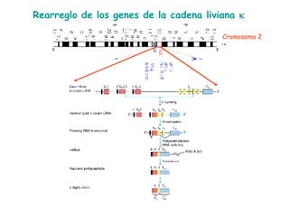 Rearreglo de los genes de la cadena liviana   Cromosoma 2 