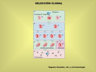 SELECCIÓN CLONAL Regueiro González, J.R., y col Inmunología 