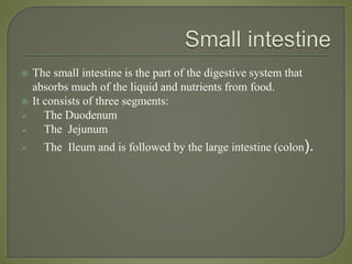 The small intestine is the part of the digestive system that
absorbs much of the liquid and nutrients from food.
 It consists of three segments:
 The Duodenum
 The Jejunum
 The Ileum and is followed by the large intestine (colon).
 