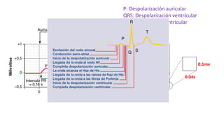 0.04s
0.1mv
P: Despolarización auricular
QRS: Despolarización ventricular
T: Repolarización ventricular
P
Q
R
S
T
 