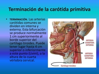 Terminación de la carótida primitiva
• TERMINACIÓN. Las arterias
carótidas comunes se
dividen en interna y
externa. Esta bifurcación
se produce normalmente
1 cm superiormente al
borde superior del
cartílago tiroides. Puede
tener lugar hasta 4 cm
superior o inferiormente
a este punto (Livini), a la
altura de la cuarta
vértebra cervical.
 