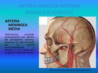 ARTERIA MAXILAR INTERNA
RAMAS COLATERALES
ARTERIA
MENINGEA
MEDIA
Voluminosa, asciende
verticalmente por dentro
del pterigoideo externo,
atraviesa un ojal formado
por el nervio
auriculotemporal y
penetra en el craneo por
el agujero redondo menor.
http://www.iqb.es/neurologia/atlas/carotida/carotida02.htm#
 