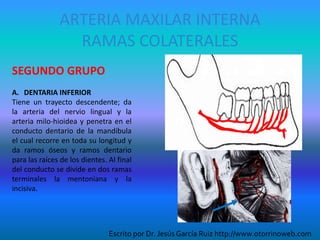 ARTERIA MAXILAR INTERNA
RAMAS COLATERALES
SEGUNDO GRUPO
A. DENTARIA INFERIOR
Tiene un trayecto descendente; da
la arteria del nervio lingual y la
arteria milo-hioidea y penetra en el
conducto dentario de la mandíbula
el cual recorre en toda su longitud y
da ramos óseos y ramos dentario
para las raíces de los dientes. Al final
del conducto se divide en dos ramas
terminales la mentoniana y la
incisiva.
Escrito por Dr. Jesús García Ruiz http://www.otorrinoweb.com
 