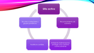 Sitio activo
Reconocimiento de
sustratos
Ambiente tridimensional,
protege a los sustratos
contra solvente
Facilita la catálisis.
Se une a cofactores y
grupos protéticos.
 