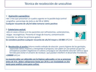 Técnica de recolección de urocultivo
1 - Aspiración suprapúbica:
<de 1 mes que presentan un cuadro urgente en lo posible bajo control
ecográfico porcentaje de éxito es del 90 al 100%)
Cualquier recuento de ufc/ml debe tomarse como positivo
2- Cateterismo vesical:
sólo en casos críticos y en los pacientes con nefrostomías, ureterotomías,
vejigas neurogénicas. Presenta el riesgo de trauma, contaminación
(recordar no utilizar las primeras gotas).
Se considera positivo cualquier recuento de ufc/ml mayor a 10 000 UFC/ml
3 - Recolección al acecho (chorro medio método de elección previa higiene de los genitales,
separando labios mayores y retrayendo el prepucio, con jabón sin uso previo ya que los
antisépticos pueden negativizar el cultivo y enjuague con abundante solución salina o agua
hervida para evitar el arrastre de residuos que puedan interferir el desarrollo microbiano.
>100000 UFC/ml
La muestra debe ser obtenida con la higiene adecuada y si no se procesan
antes de 4 hs. deben refrigerarse hasta por 24 hs y ser trasladada en frío
tanto para análisis como para cultivo.
 